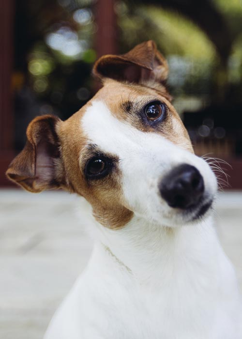 dog-looking-curious-2021-08-26-17-08-10-utc