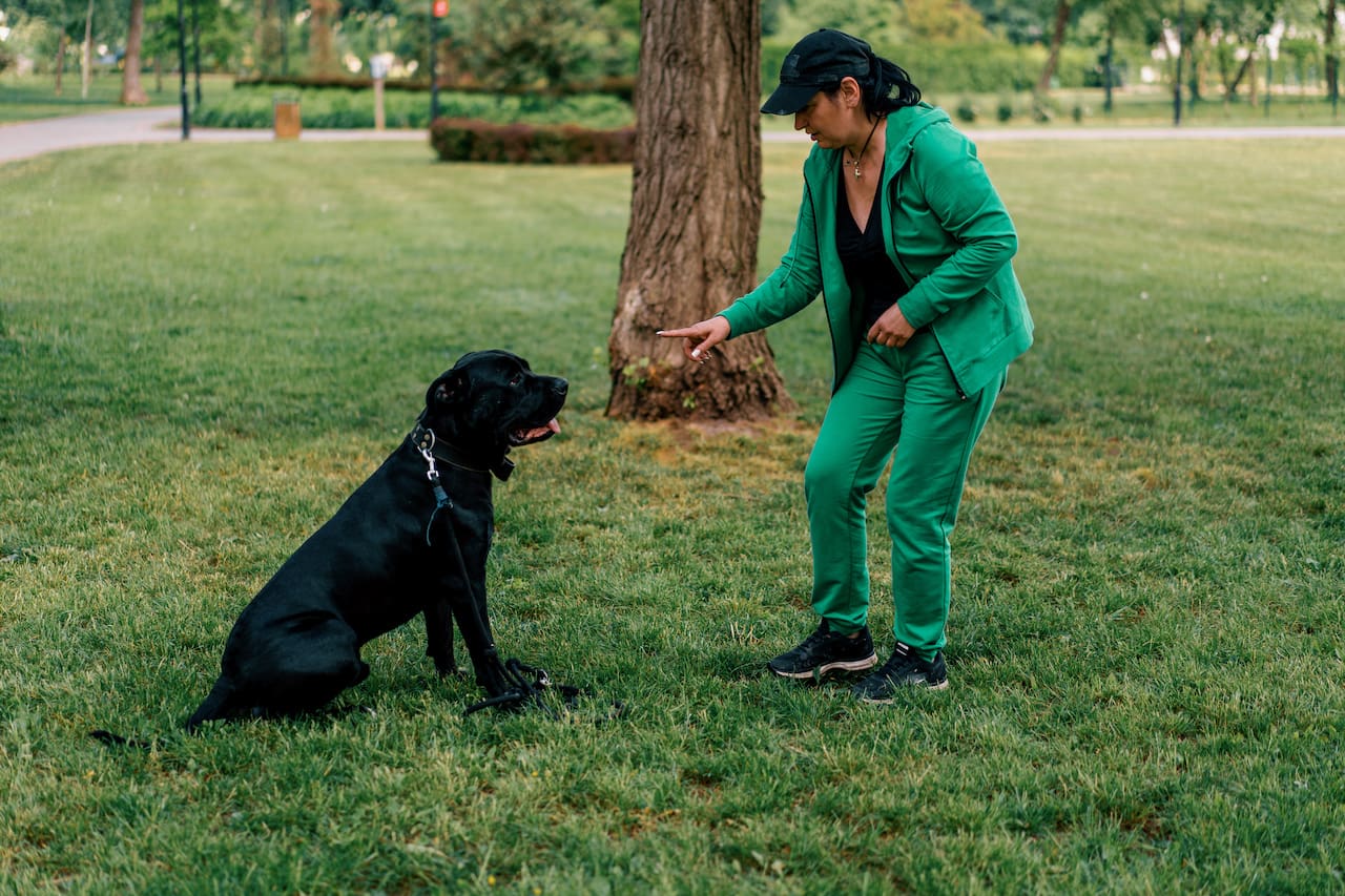 A Woman Trains A Black Dog Of A Large Cane Corso Breed On A Walk In The Park The Dog Follows The Owner's Commands
