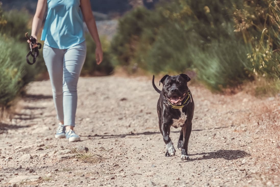 Girl walking with pitbull dog on a dirt road houston basic obedience training