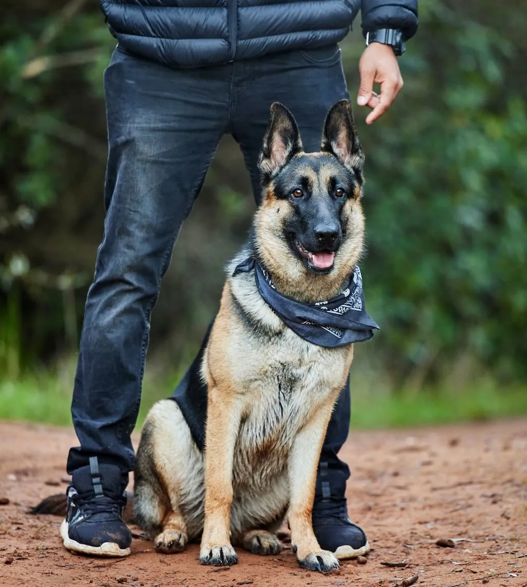 board and train dog training spring tx