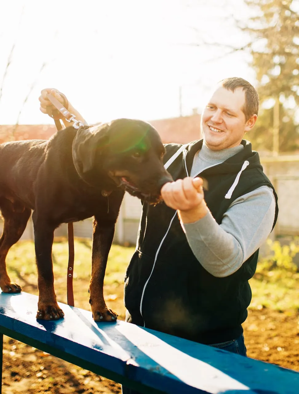 dog training the woodlands tx spring cypress baytown