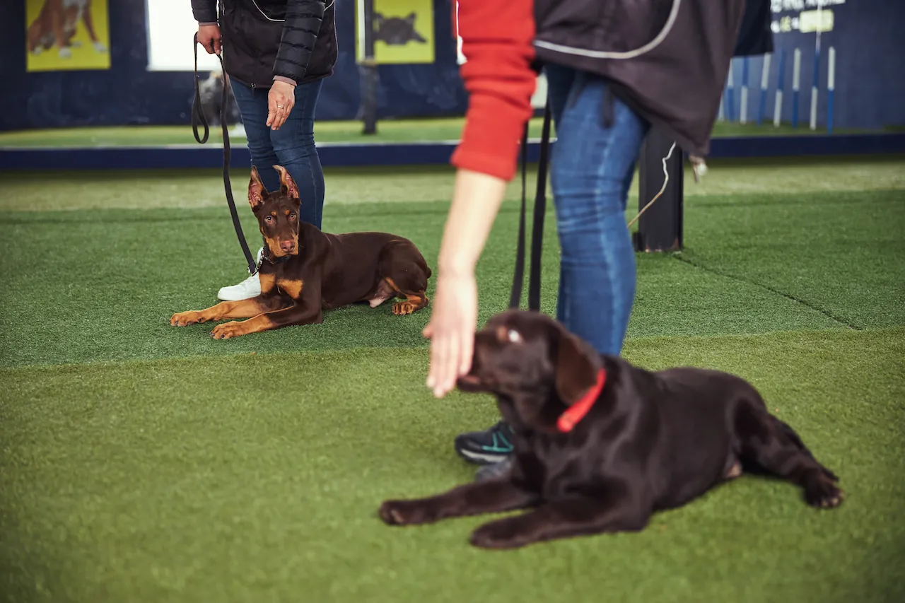 basic obedience training nashville