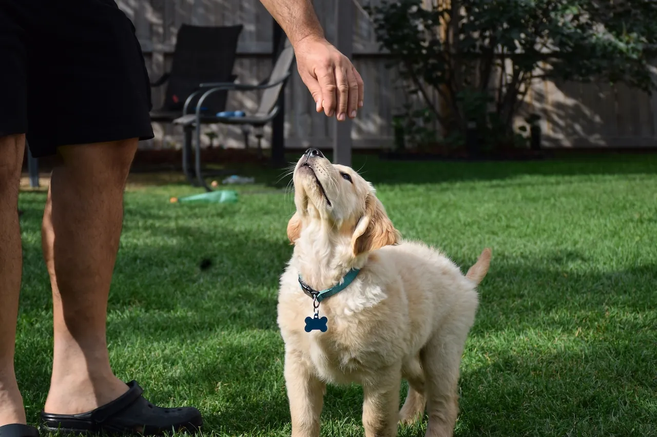 franklin tn puppy training