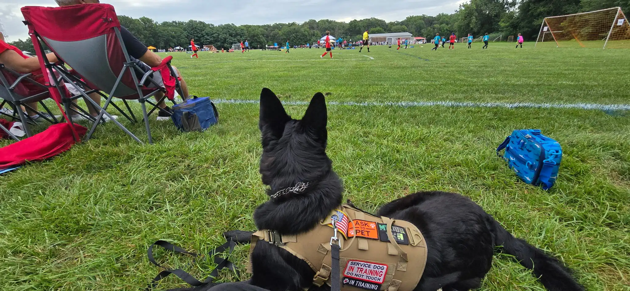 nashville dog trainer kris phillips