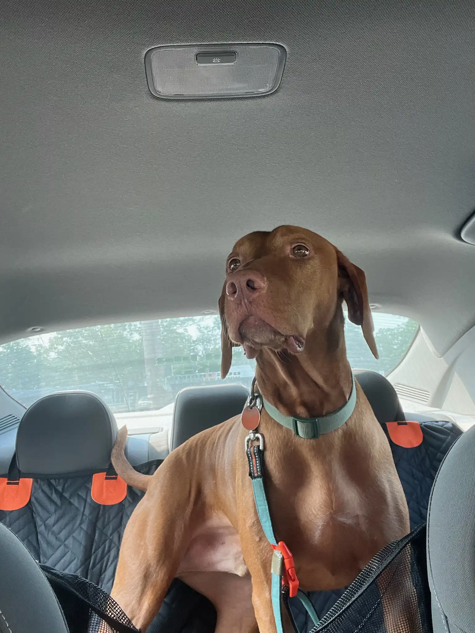 2 week board and train nashville area