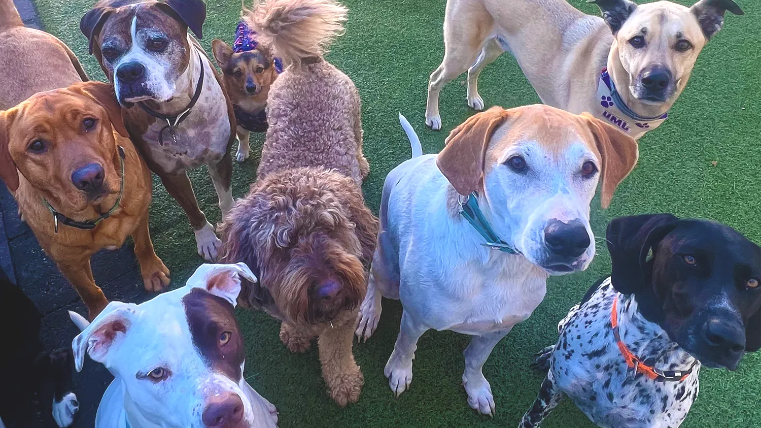 24 hour dogcare and boarding