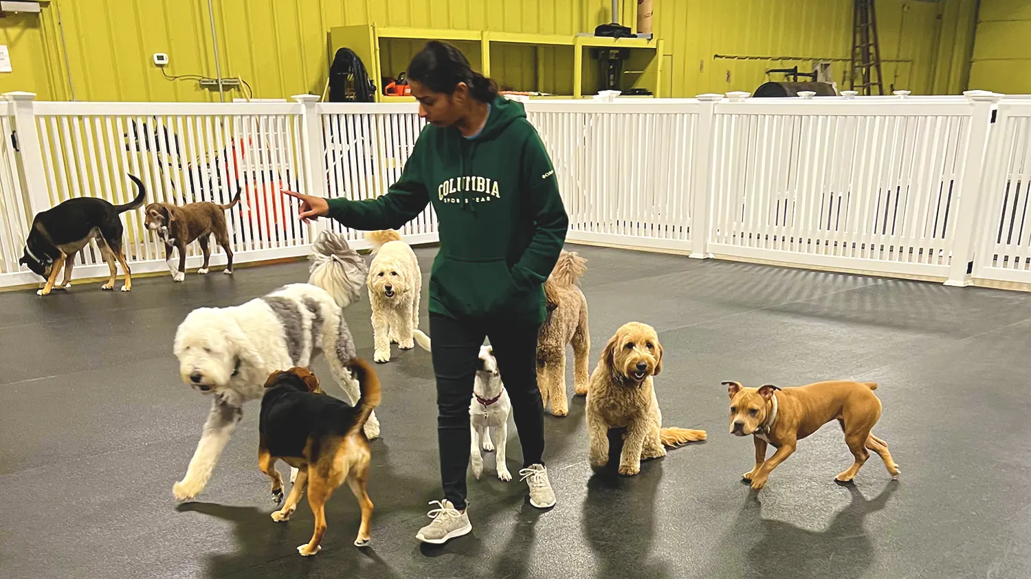 day care dog boarding norton