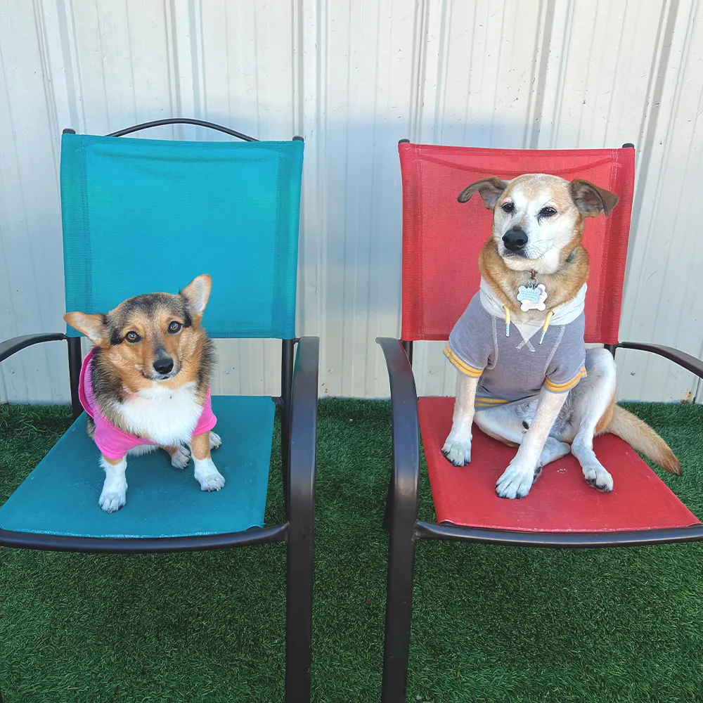 Dog Daycare And Boarding