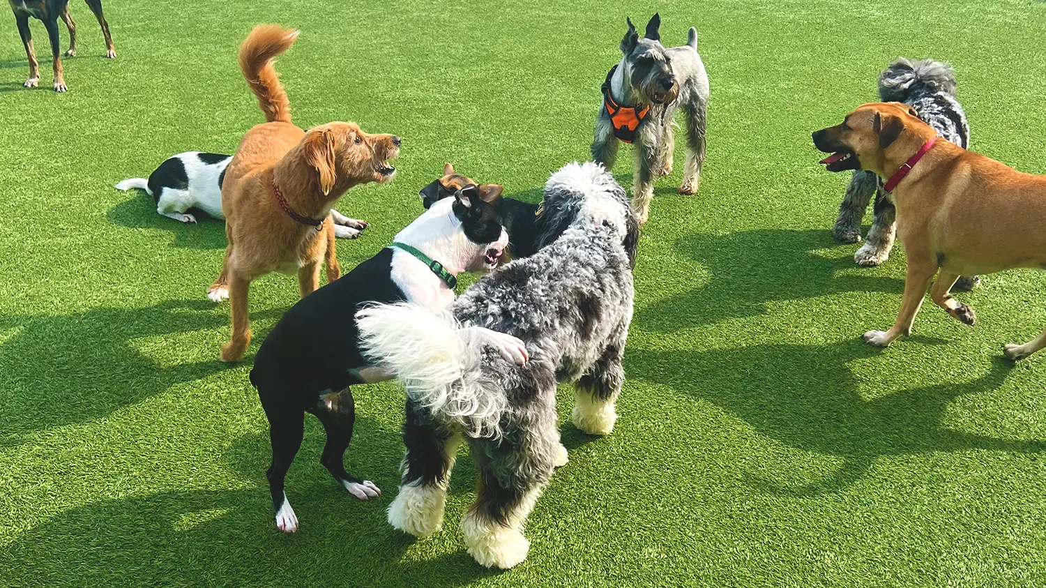 overnight doggy daycare and boarding
