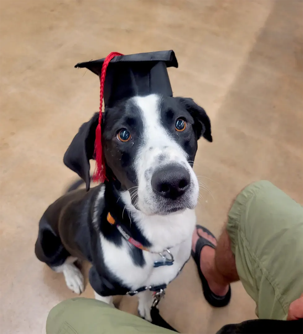 canine-good-citizen-dog-training-01