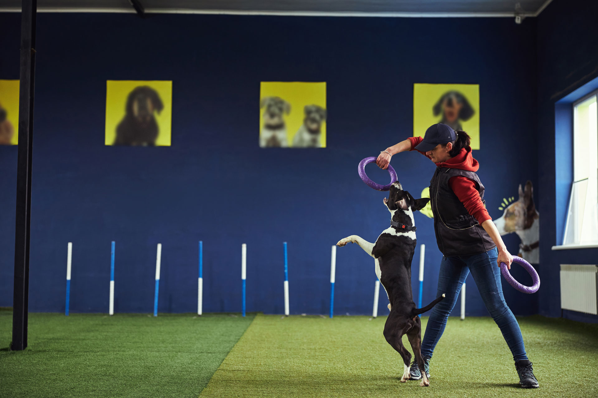 board-and-train-small franklin tn puppy training
