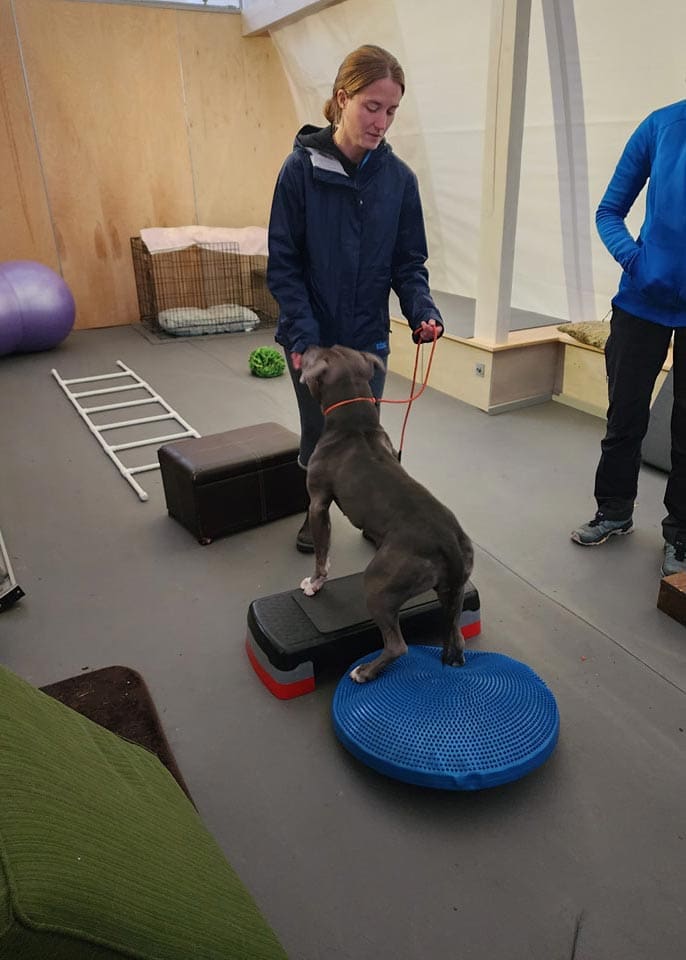Our Facility – Premier Dog Training