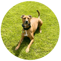 Our Facility – Premier Dog Training