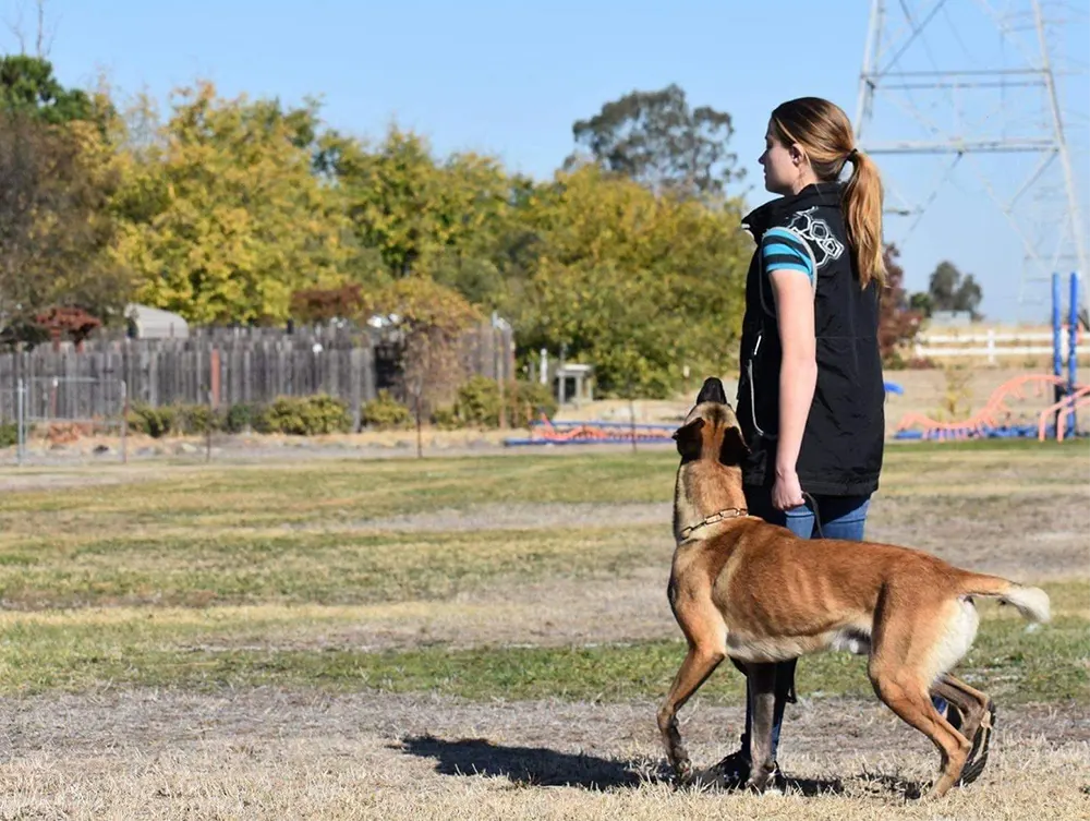 houston basic obedience training