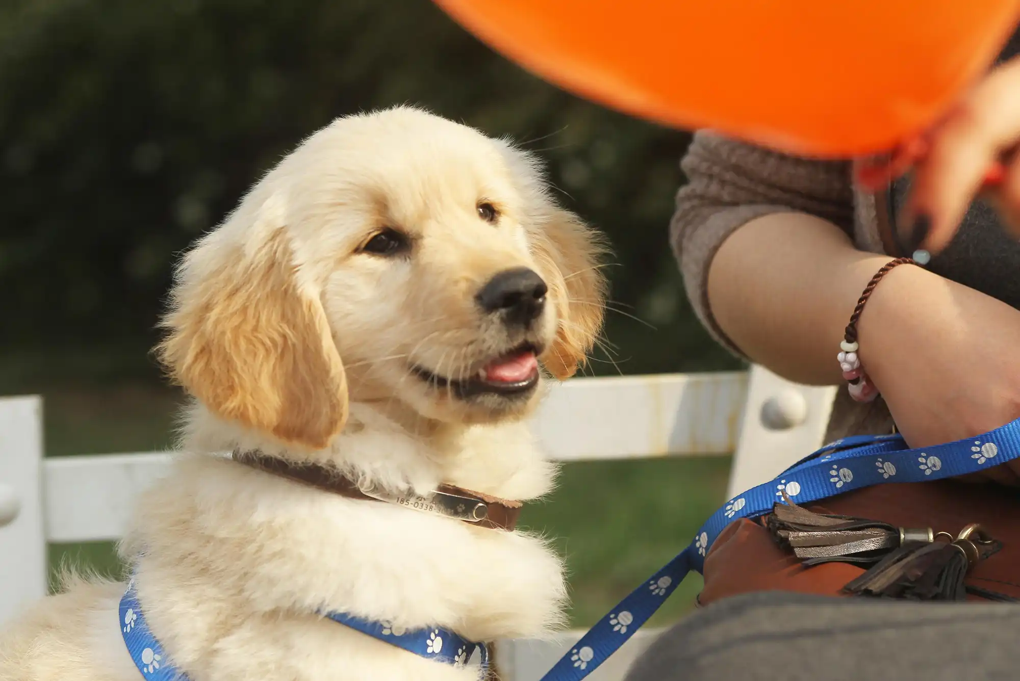 golden-retriever-dog-pet-retriever-2025-01-21-22-22-11-utc nashville dog trainer kris phillips