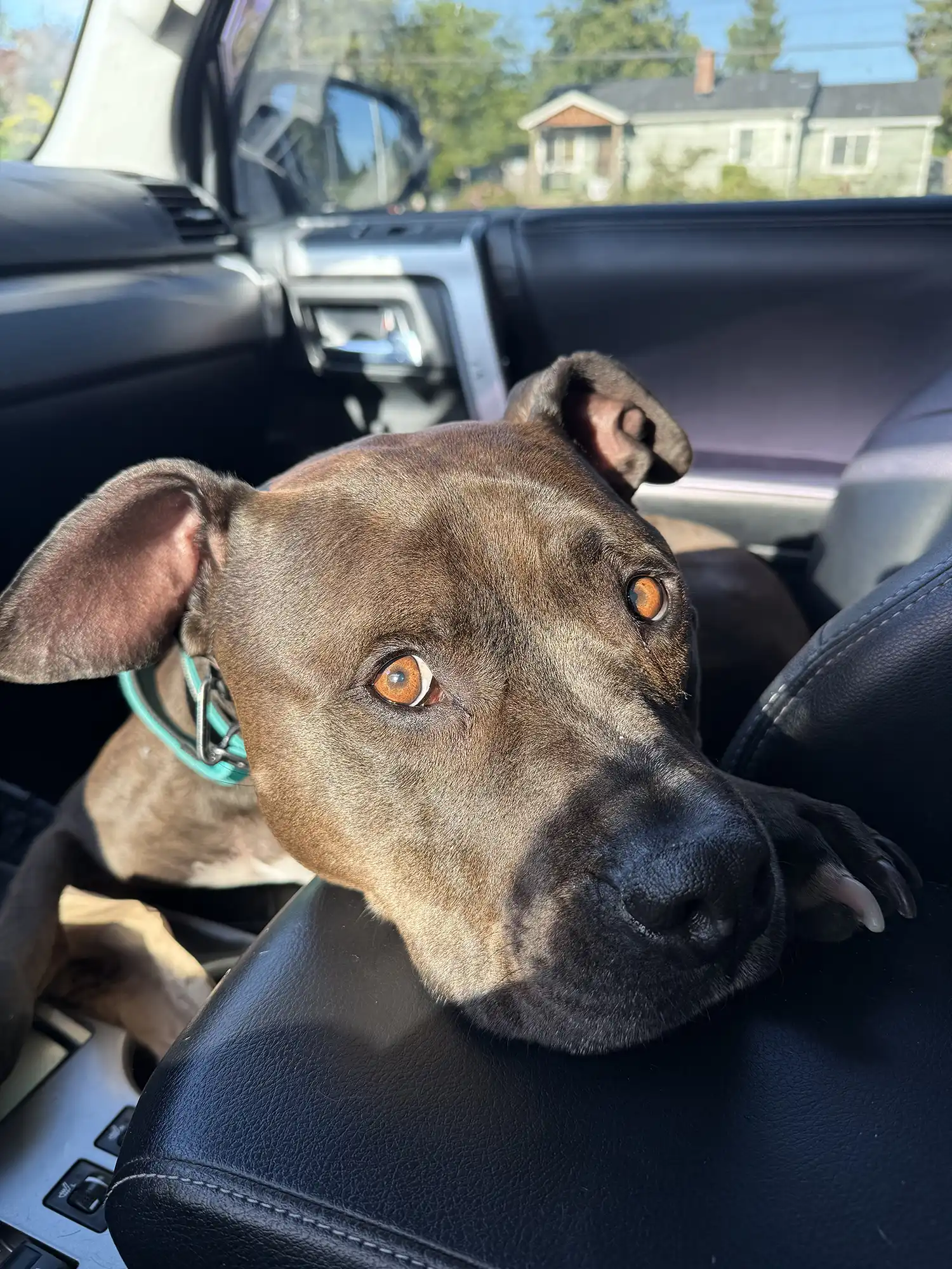 2 week board and train nashville area