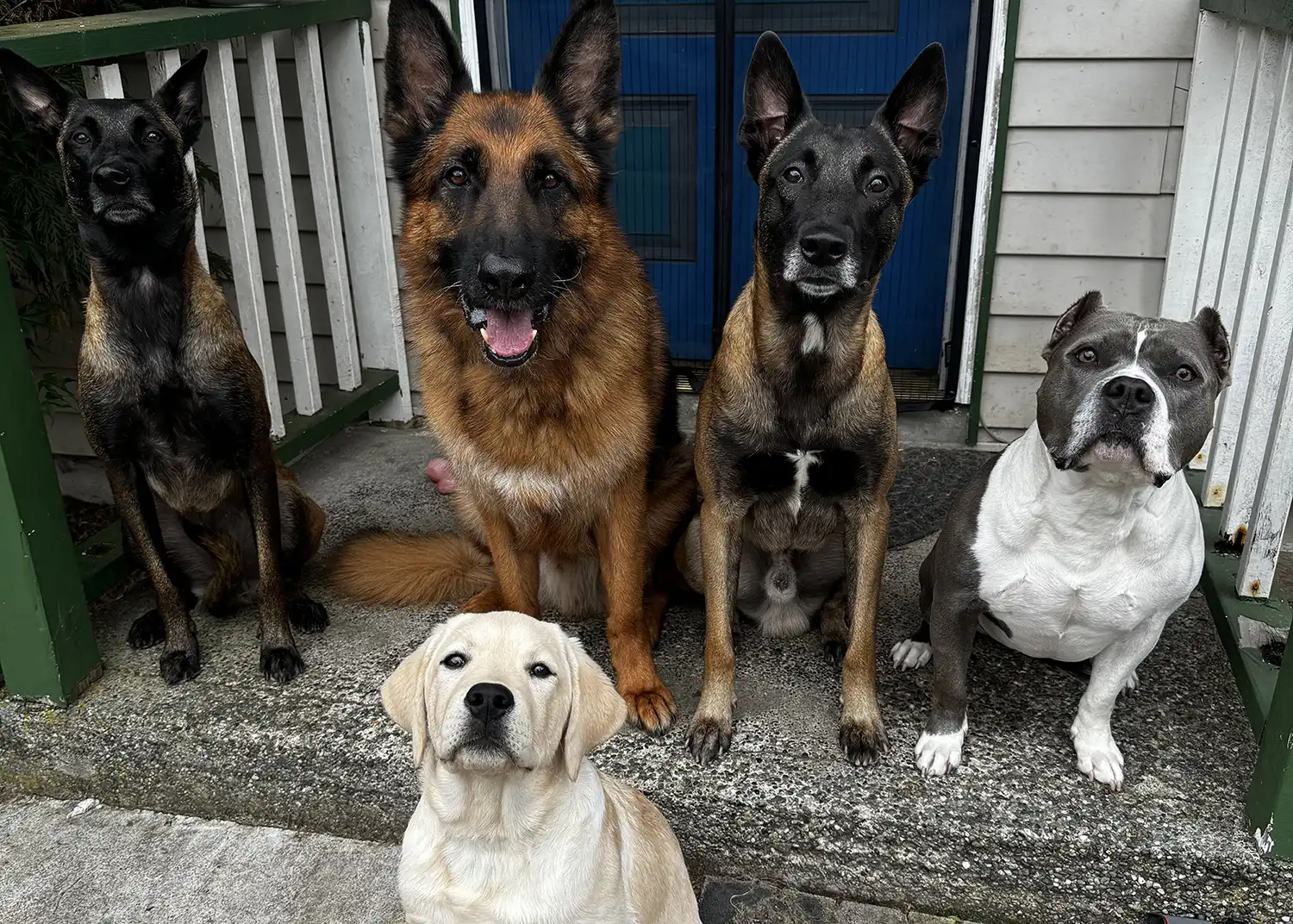 nashville dog trainer kris phillips