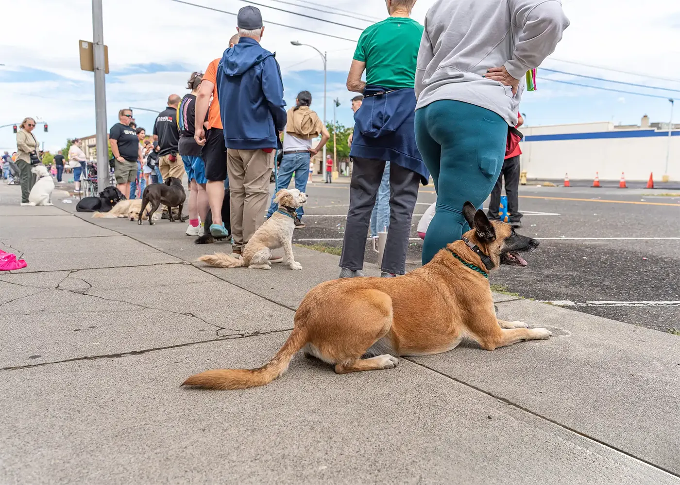 dog day training near me Dog day training classes Tri-Cities