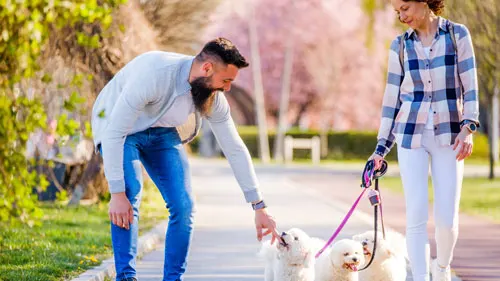 Dog trainers in Tri-Cities