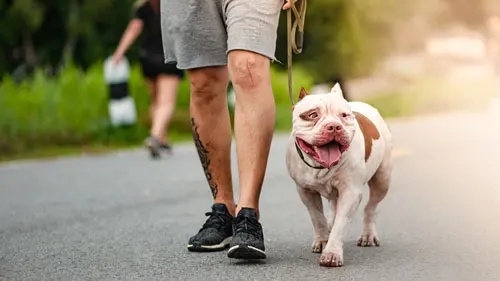 Leash walking dog training