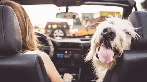 Balanced dog training