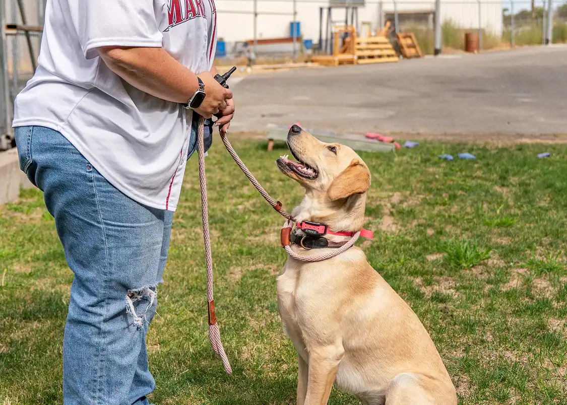 obedience dog training near me Obedience training classes