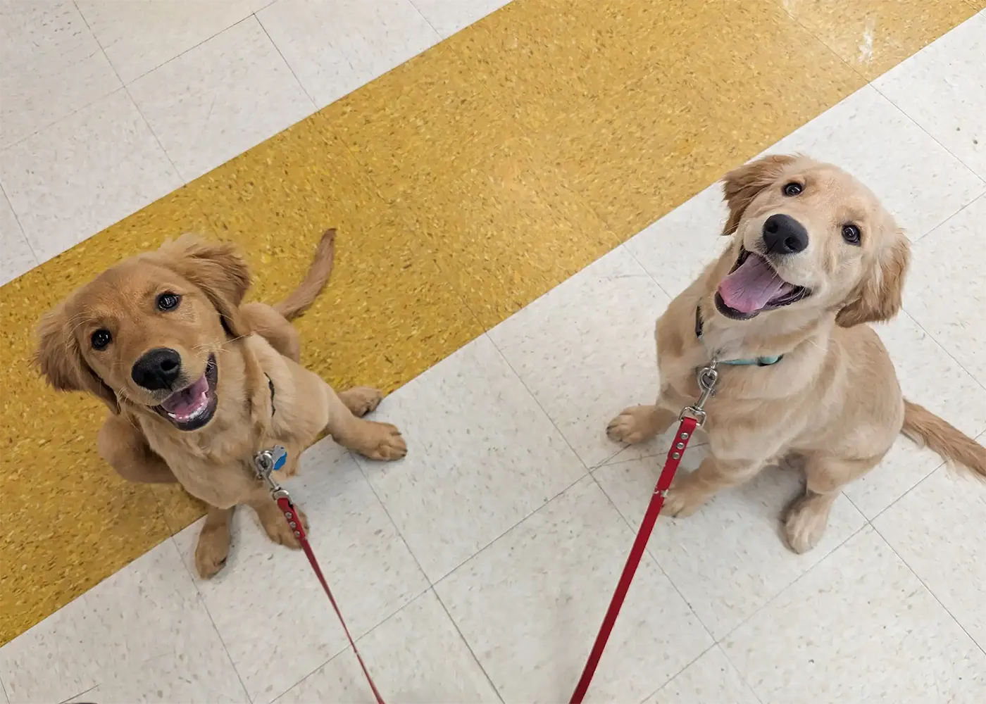 puppy training tri-cities Puppy training classes in Tri-Cities