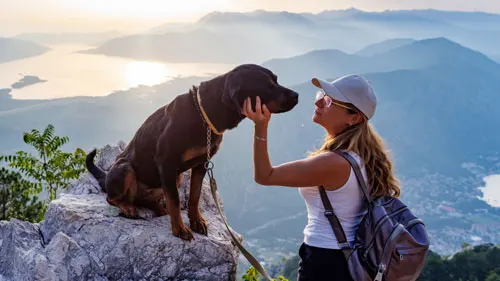 Dog training classes near me