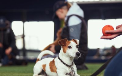 Ultimate Guide to Calculating Dog Training Cost