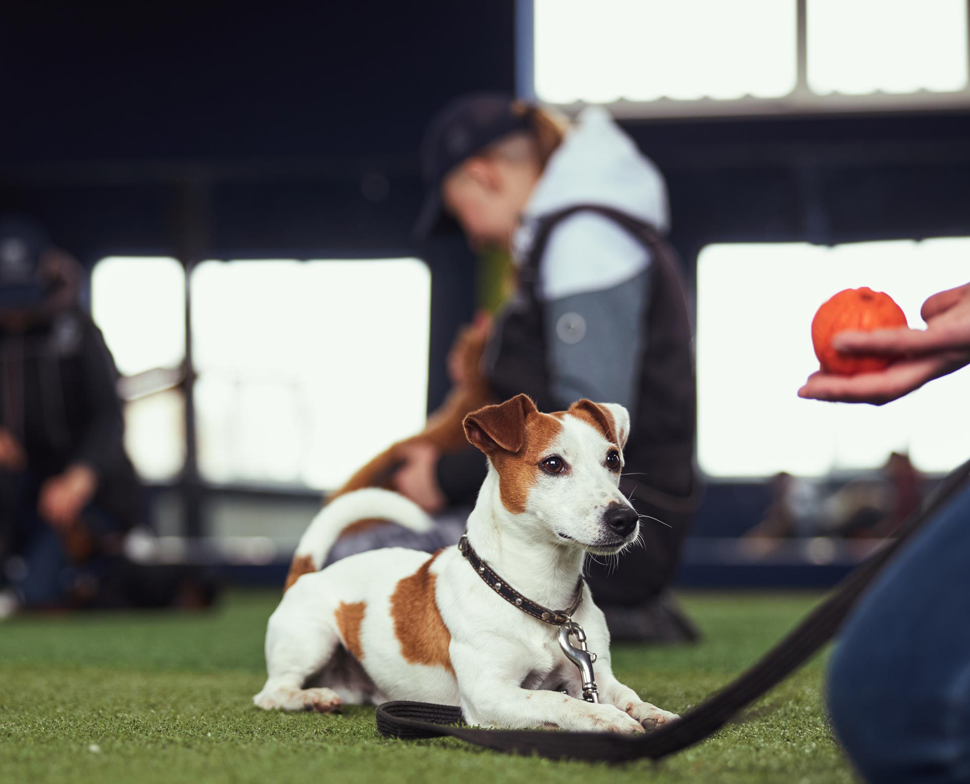 puppy lying on grass during class training