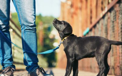 The Top 5 Reasons to Bring in Dog Experts