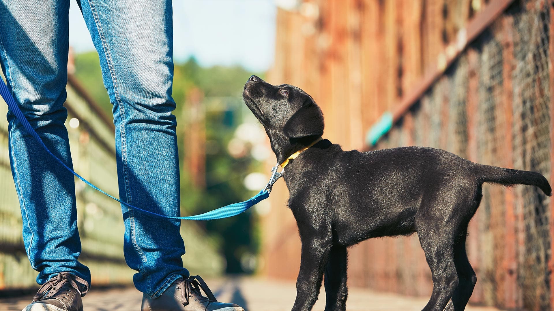 a dog listening to its owner