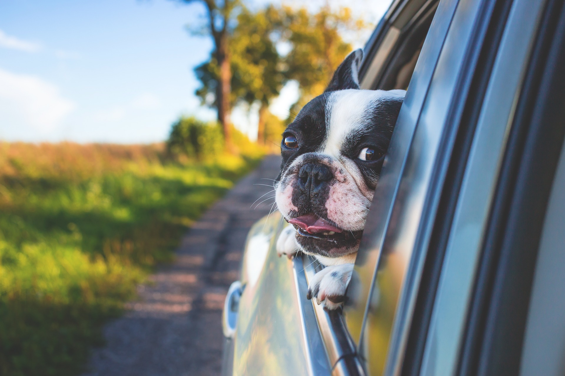 dog waiting to experience balanced or positive reinforcement dog training