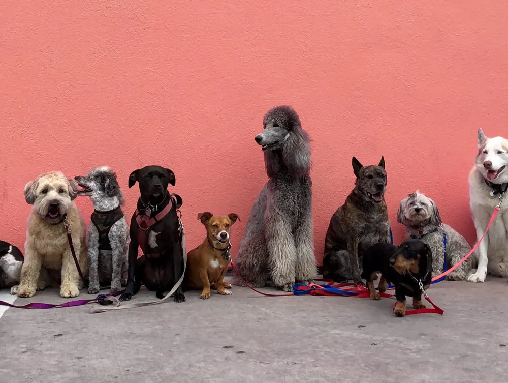 dogs sitting upright in a group class