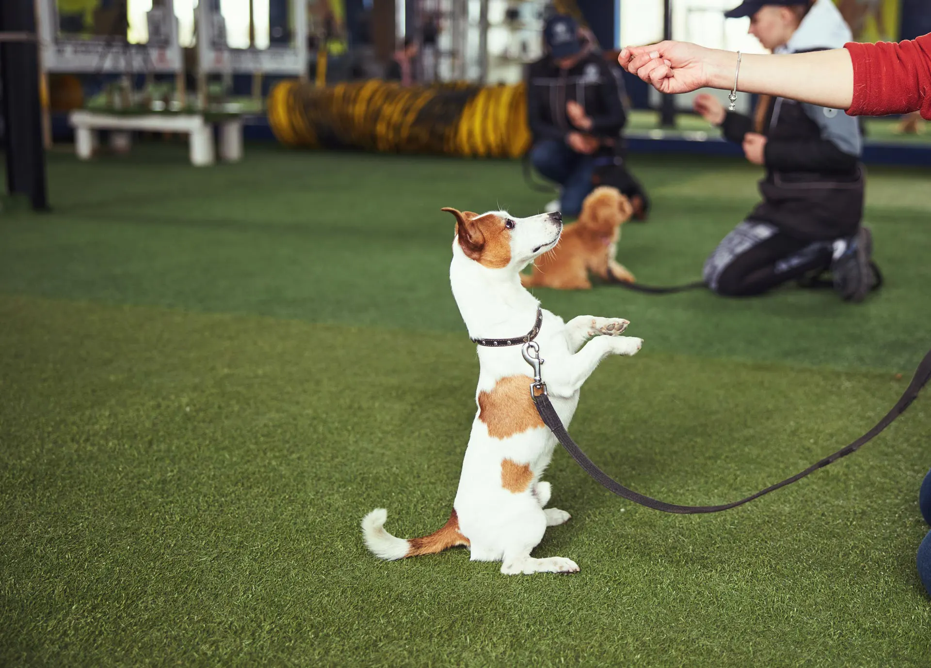 dogr trainer instructing a dog