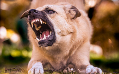 The Frustrated Owner’s Guide to Curbing Dog Aggression