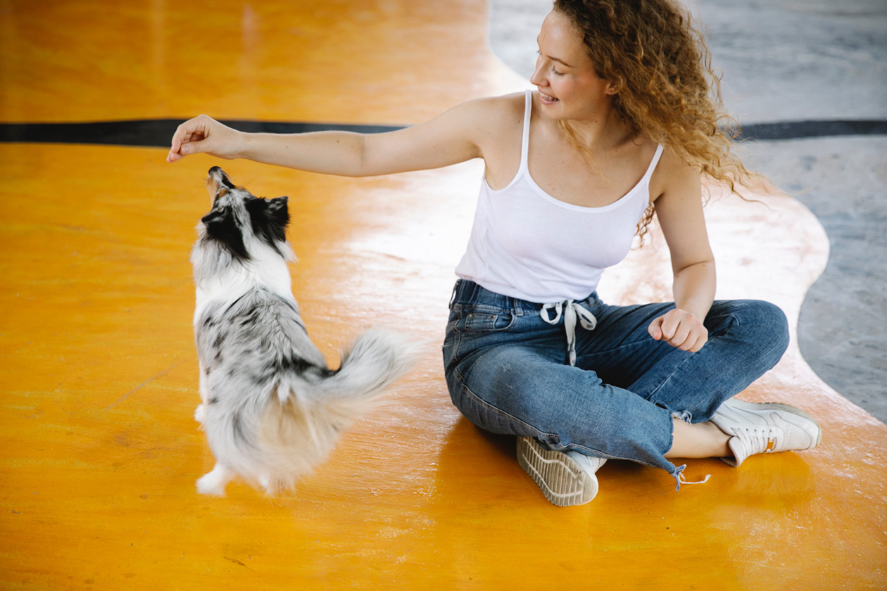 a dog being trained