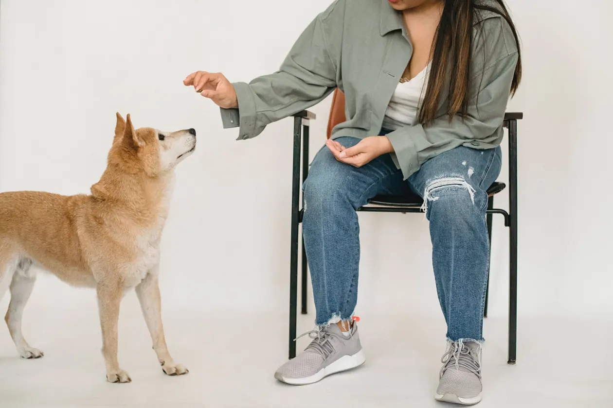 dog trainer instructing a dog