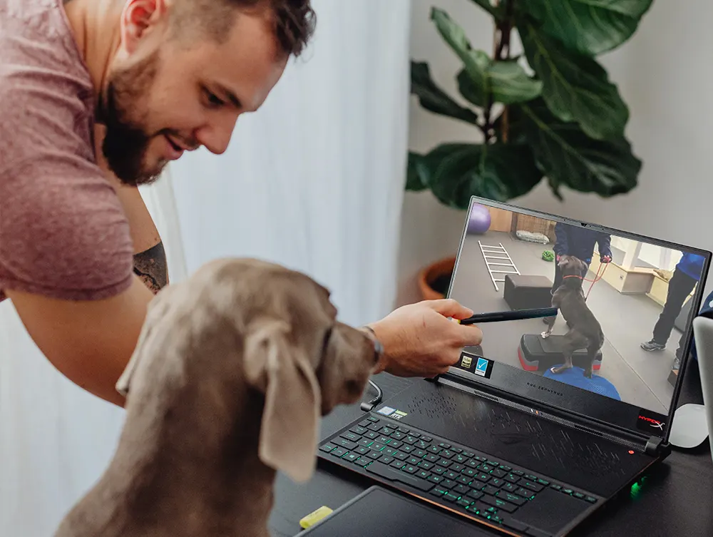 online dog training